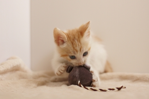 猫はなぜ甘噛みをするの 理由と対処法をご紹介 Uchinoco うちの子