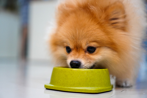 犬ににんにくを食べさせるのは危険 理由や治療方法など Uchinoco うちの子