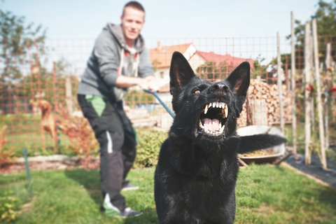 犬が散歩中に吠える時の原因や対処法 Uchinoco うちの子