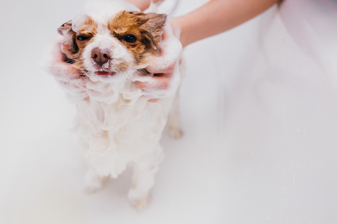 犬がお風呂で震えるのはなぜ 震える理由と対処方法について Uchinoco うちの子