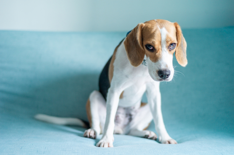 犬がストレスを感じているときのサインは何でしょうか Uchinoco うちの子