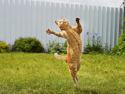 驚異のジャンプ力 猫はどれくらいのジャンプ力があるの 着地可能な高さはどれくらい Uchinoco うちの子