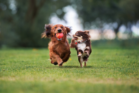 世界で人気の犬の種類を一挙ご紹介 Uchinoco うちの子