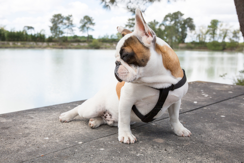 犬が急に お尻を床にずりずりと擦り付けているのはなぜ Uchinoco うちの子