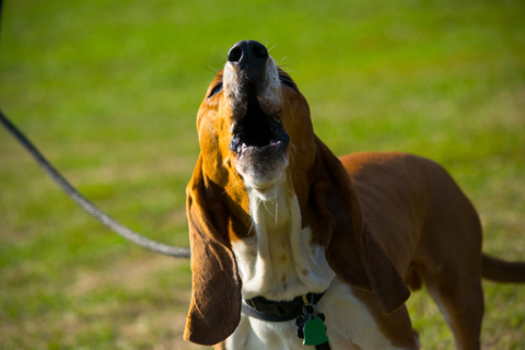 まるでオオカミ 犬が遠吠えをする理由 やめさせる方法もご紹介 Uchinoco うちの子