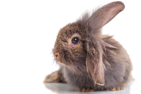 ライオンラビットの飼い方は 飼育に必要なアイテムおすすめ5選 Uchinoco うちの子