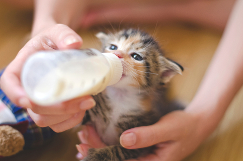 猫はいつまで成長するの 猫の成長期について Uchinoco うちの子