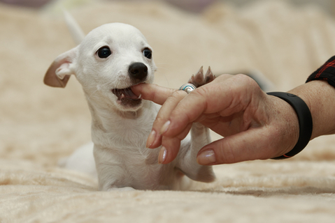 ガブッ 愛犬が遊んでいる時に噛んでくる対処法とは Uchinoco うちの子