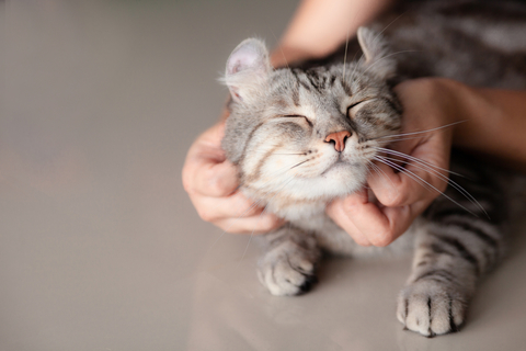 雌猫は甘えん坊 雌猫が甘える時 Uchinoco うちの子