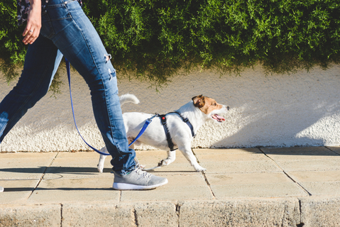 犬の散歩中に拾い食いするのを止めさせたい 拾い食いのしつけ方法 Uchinoco うちの子