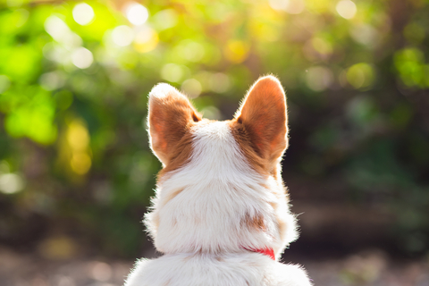 犬に多い外耳炎の原因は 市販薬もあるの Uchinoco うちの子