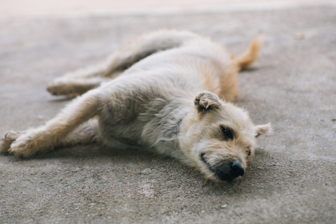 覚えやすい芸ってある 愛犬に覚えさせたい技を紹介 Uchinoco うちの子