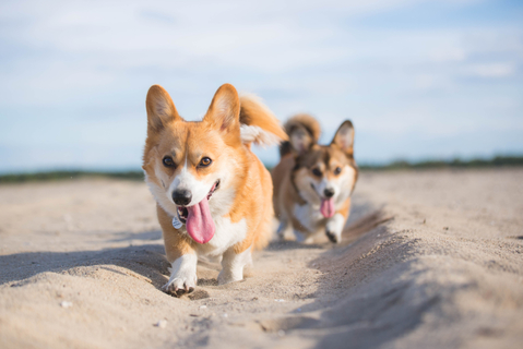 歩く姿が最高にキュート 短足犬の種類と飼い方について Uchinoco うちの子