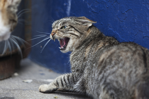 警戒心の強い猫と仲良くなる方法を知りたい！おすすめのキャットタワー 