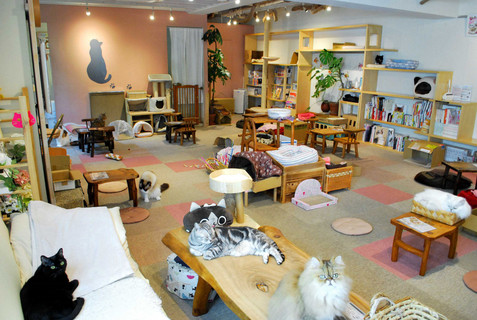 cat cafe Cateriam