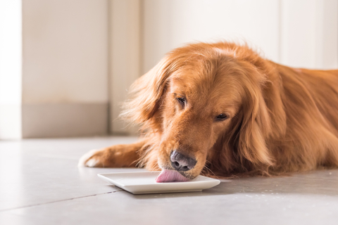 犬がお皿をペロペロと舐める理由はなに Uchinoco うちの子