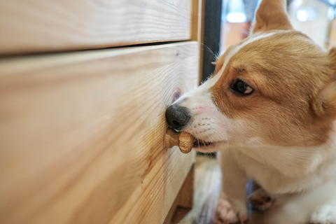 犬が服を噛む理由は 原因と対処法を紹介 Uchinoco うちの子