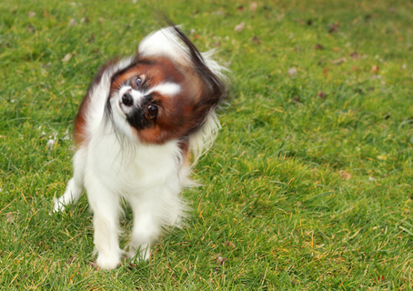 犬が体をブルブルした仕草をしている どんな気持ちなのでしょうか Uchinoco うちの子