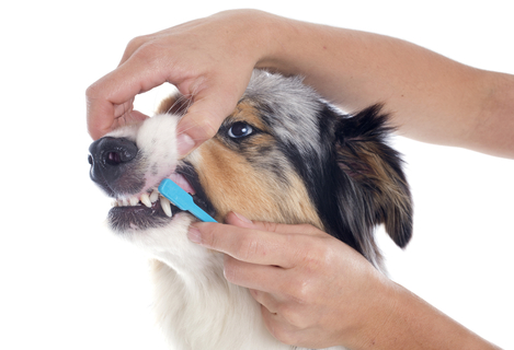 犬の歯磨きはいつから始める 頻度や練習方法をご紹介 Uchinoco うちの子