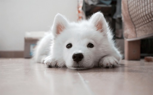 犬のしつけに必要 スプレーの効果とスプレーの手作り方法 おすすめスプレー Uchinoco うちの子