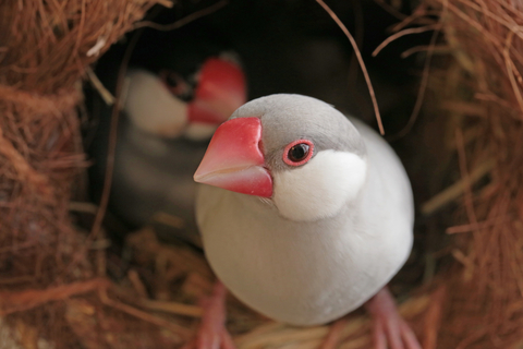 これから鳥を飼育する人のための知識 文鳥の種類が知りたい Uchinoco うちの子