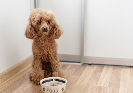 犬が餌をよく噛まないという状態のとき どうすれば良いの Uchinoco うちの子