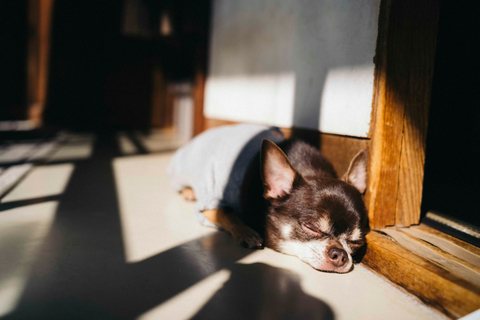 犬が障子や網戸を破る 理由と対策をご紹介 Uchinoco うちの子