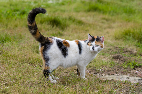 猫の尻尾がプルプルと震える どんな理由があるの Uchinoco うちの子