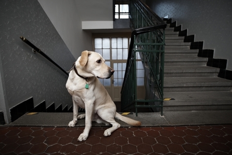 何か見えているの 壁を見つめる犬の心理 Uchinoco うちの子