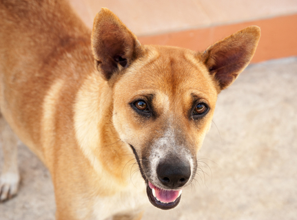 犬が尻尾を追いかける やめさせたほうがいいの Uchinoco うちの子