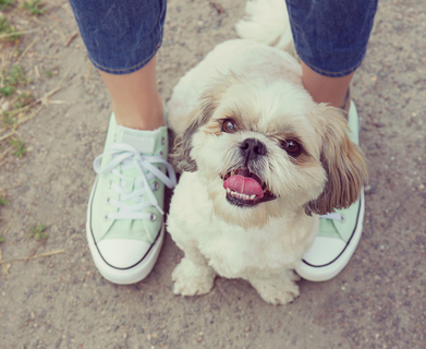 犬が足にしがみつく意味ってなに このままでいいの Uchinoco うちの子