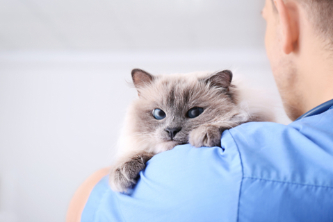 猫砂に虫がわいてしまった 原因と正しい対処法まとめ Uchinoco うちの子