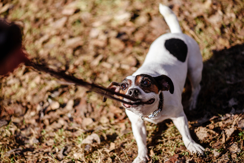 リードを噛む犬 どうにかしたい 対策とおすすめリード Uchinoco うちの子