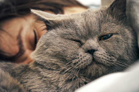 顔の上で寝る愛猫 猫が飼い主の顔の上で寝るのはどうして Uchinoco うちの子