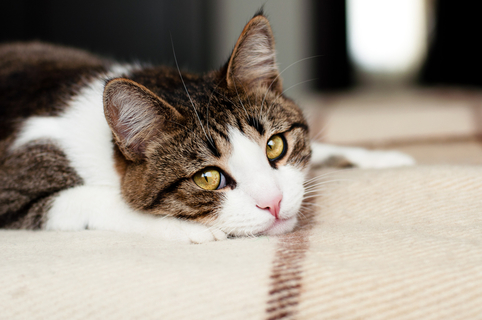 猫のしっぽが膨らむ時ってどんな時 Uchinoco うちの子