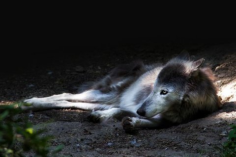 実は呼んでるだけじゃない 犬の遠吠えの理由とは Uchinoco うちの子