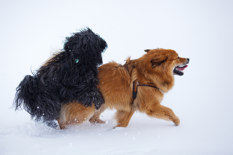 急に発情 犬がマウンティングする意味と理由を知りたい Uchinoco うちの子