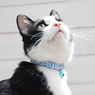 シュシュタイプの首輪で猫ちゃんを更に可愛く!おすすめ首輪を紹介し