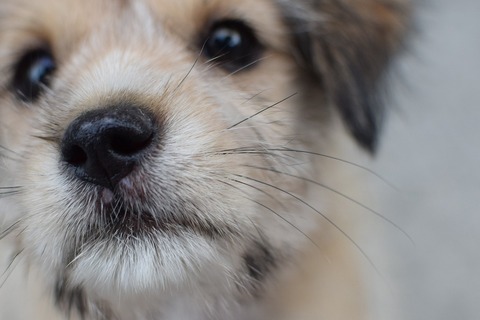 犬のしつけに必要 アイコンタクトの教え方 Uchinoco うちの子