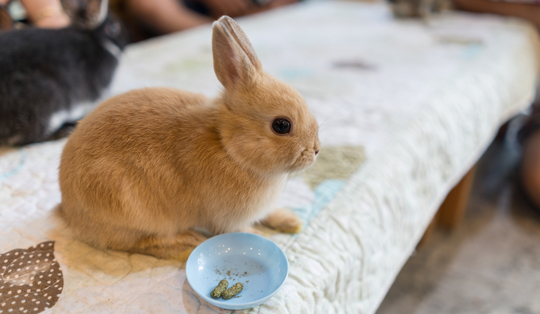 うさぎが食器をひっくり返す理由は ひっくり返しにくい食器も紹介 Uchinoco うちの子