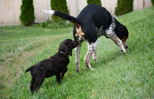 何か臭い 犬のオナラは臭いもの Uchinoco うちの子