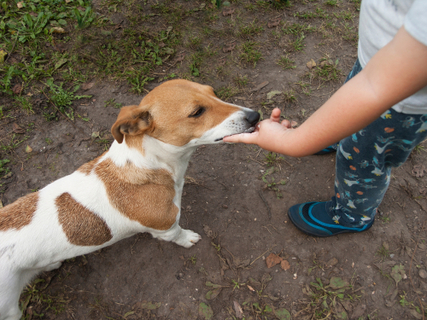 愛犬がよく噛む 甘噛みするこの特徴とは Uchinoco うちの子