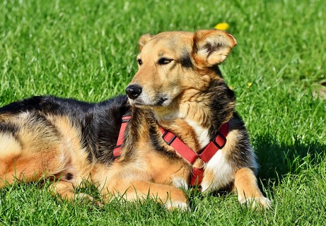 犬のしつけは英語がおすすめ しつけると便利なコマンドとは Uchinoco うちの子