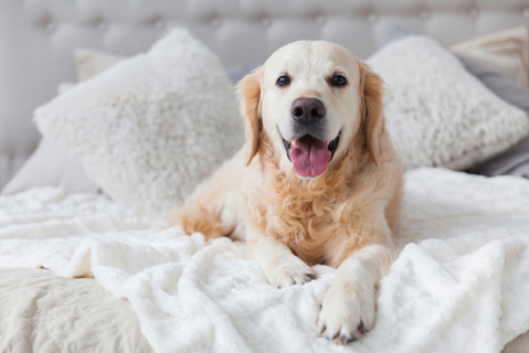 冬の犬の留守番 注意すべき点と防寒対策について解説 Uchinoco うちの子