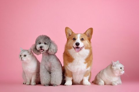 人懐っこい友好的な犬 人に懐きやすい犬種5選 Uchinoco うちの子