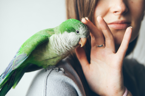 インコと女性