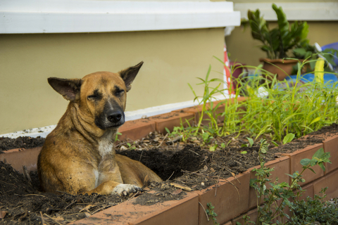 ホリホリ大好き 犬が穴を掘る仕草をする理由とは Uchinoco うちの子