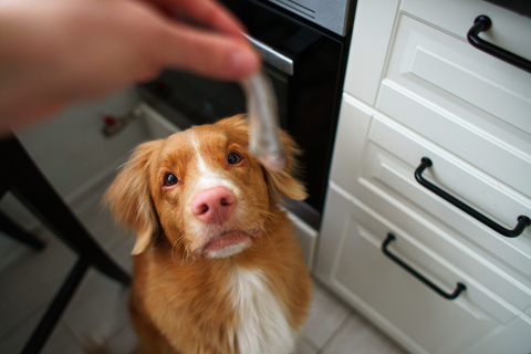 犬が食べても良い魚 ダメな魚をご紹介 Uchinoco うちの子