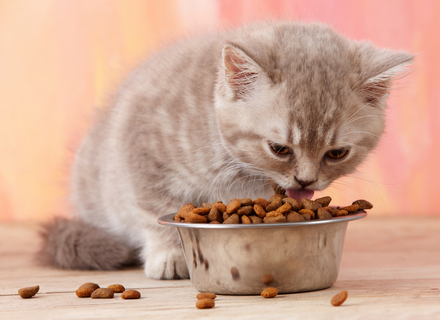 どうやれば良い 子猫にあげる離乳食の作り方 Uchinoco うちの子