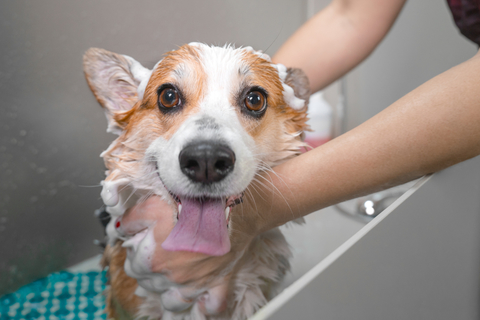 犬がシャンプー中に噛むのはなぜ 対処方法もご紹介 Uchinoco うちの子